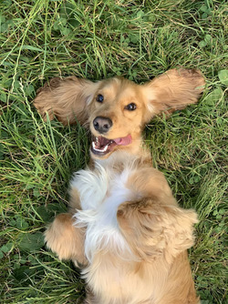Happy pet